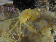 Acanthonyx lunulatus