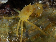 Acanthonyx lunulatus