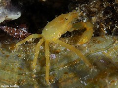 Acanthonyx lunulatus