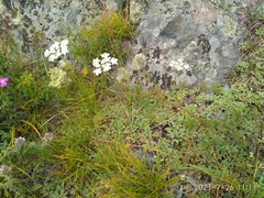 Kitagawia baicalensis