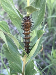 Hemileuca nevadensis