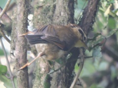 Schoeniparus castaneceps