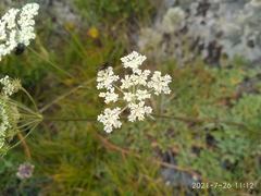 Kitagawia baicalensis