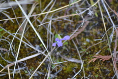 Viola nephrophylla