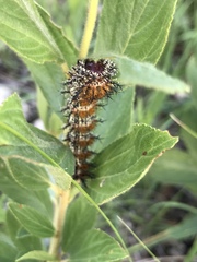 Hemileuca nevadensis