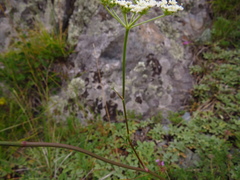 Kitagawia baicalensis