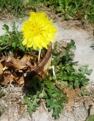 Pyrrhopappus grandiflorus