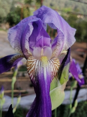 Iris mesopotamica
