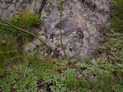 Kitagawia baicalensis