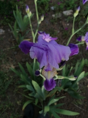 Iris mesopotamica