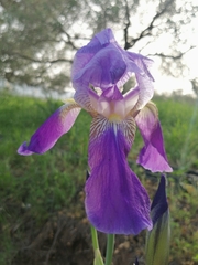 Iris mesopotamica