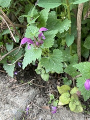Lamium maculatum