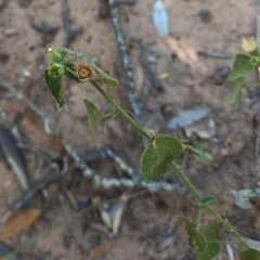 Pseudabutilon callimorphum