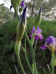 Iris mesopotamica