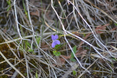 Viola nephrophylla