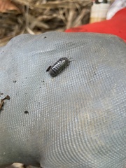 Armadillidium vulgare
