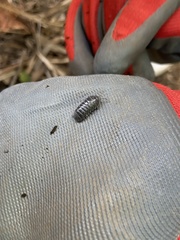 Armadillidium vulgare