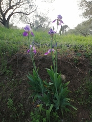 Iris mesopotamica