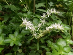 Sedum ternatum