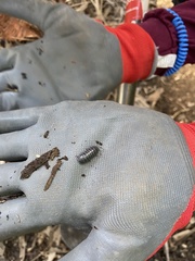 Armadillidium vulgare