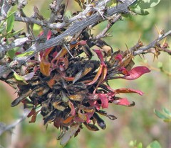 Puccinia magellanica