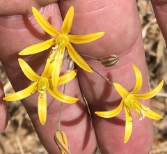 Bloomeria crocea aurea