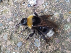 Bombus bohemicus
