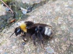 Bombus bohemicus
