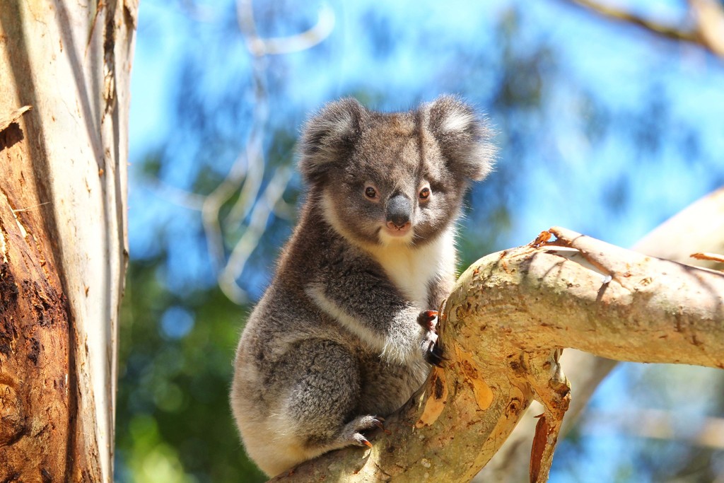 Koalas