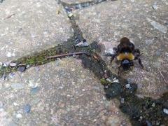 Bombus bohemicus