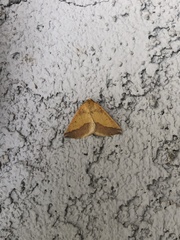 Neoterpes edwardsata