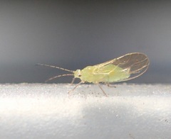 Pexopsylla cercocarpi