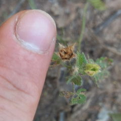 Pseudabutilon callimorphum