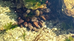 Chiton granosus