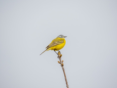 Motacilla flava beema