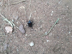 Eleodes suturalis