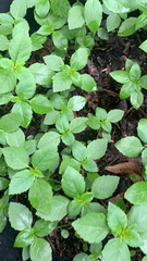 Impatiens parviflora