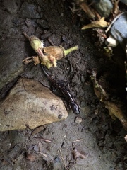 Desmognathus imitator