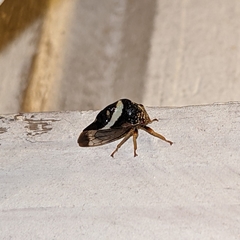 Smilia fasciata