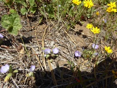 Phacelia curvipes