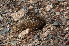 Tachyglossus aculeatus acanthion