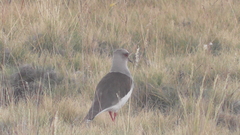 Vanellus resplendens