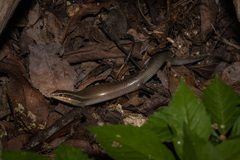 Plestiodon tetragrammus