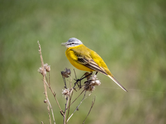 Motacilla flava beema