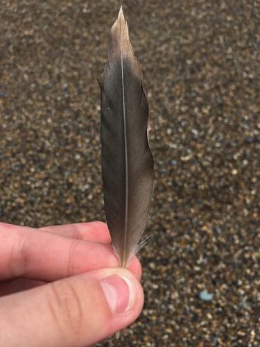Plume de Cormoran huppé