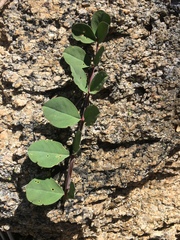 Hosackia crassifolia
