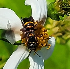 Nomada fervida