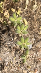 Lupinus microcarpus microcarpus