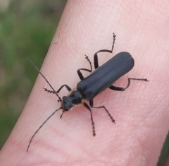 Cantharis obscura