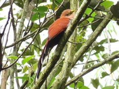 Piaya cayana